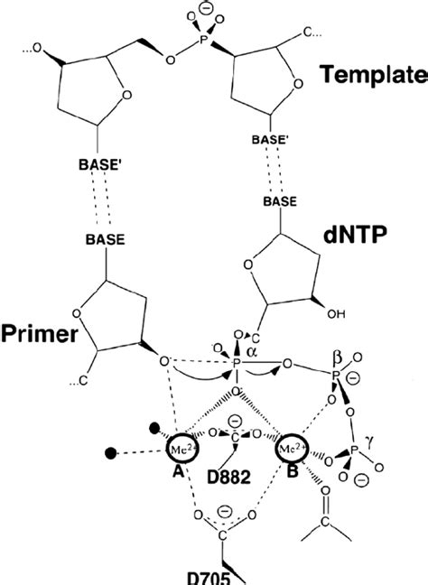 Activities and mechanism of DNA polymerase beta .